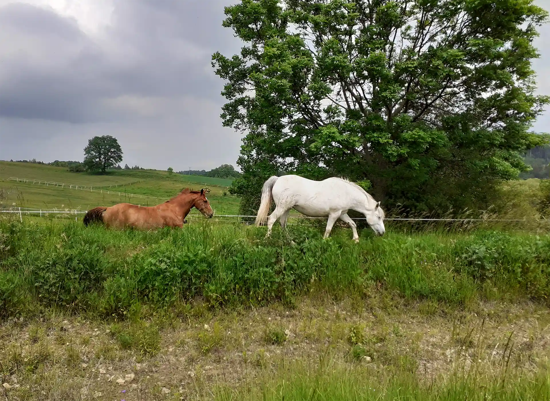 trzy konie na zielonej łące